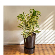Puspita Nursery "Song of India Plant – Vibrant Indoor Greenery for Home & Office"